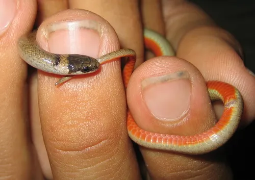 Chihuahuan Black-headed Snake