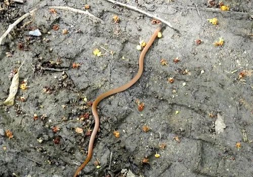 Yaqui Black-headed Snake