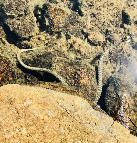 Aquatic Gartersnake