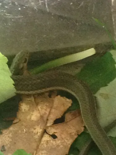 Short-headed Gartersnake