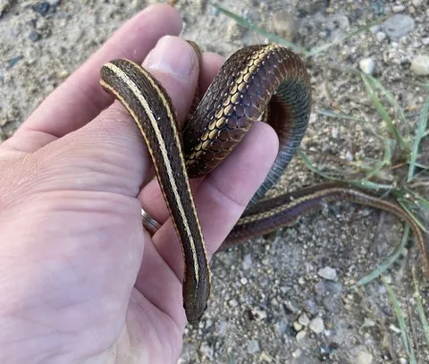 Butler's Gartersnake