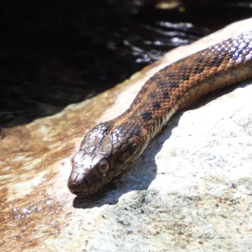 Sierra Gartersnake