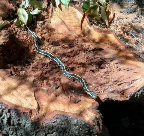 Black-necked Gartersnake