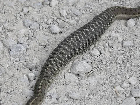Terrestrial Gartersnake