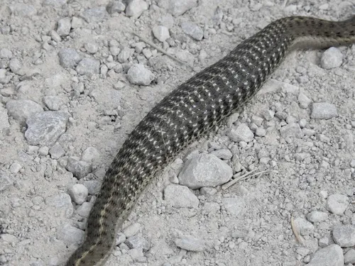 Terrestrial Gartersnake