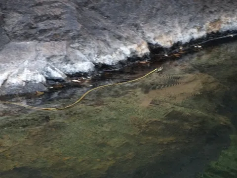 Mexican Gartersnake