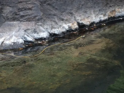 Mexican Gartersnake