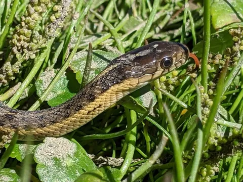 Giant Gartersnake