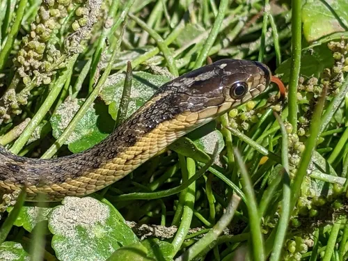 Giant Gartersnake