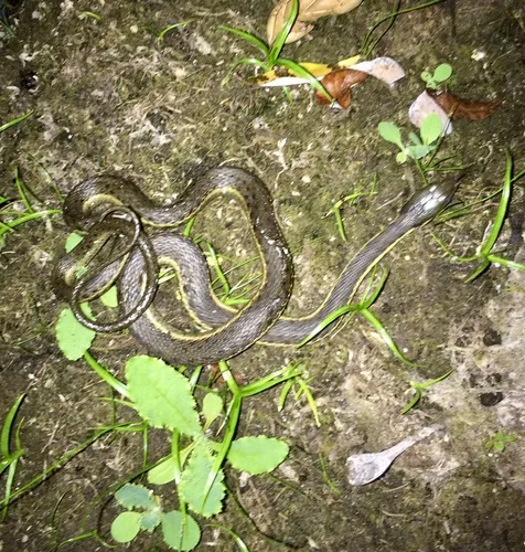 Two-striped Gartersnake