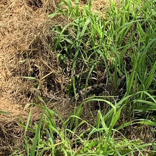 Checkered Gartersnake