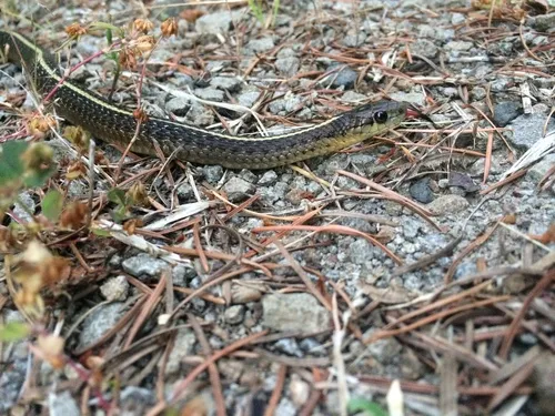 Northwestern Gartersnake