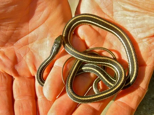 Western Ribbonsnake