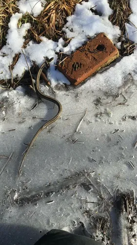 Plains Gartersnake