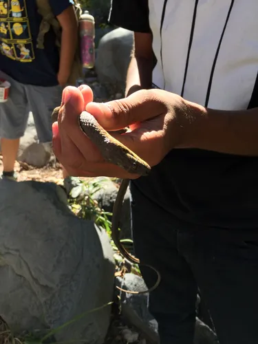Narrow-headed Gartersnake