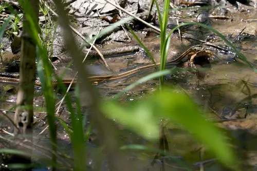 Eastern Ribbonsnake