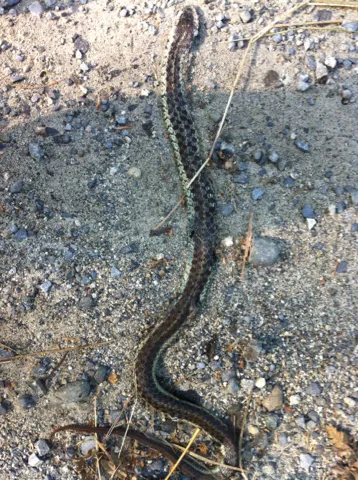 Common Gartersnake