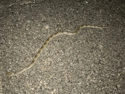 Sonoran Lyresnake