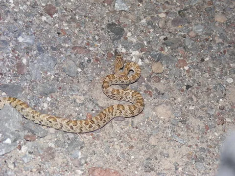 California Lyresnake