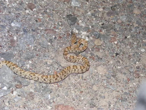 California Lyresnake