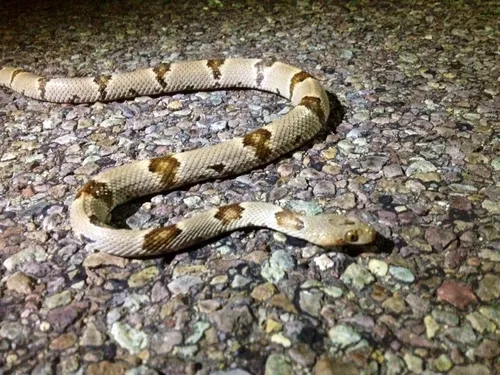 Texas Lyresnake