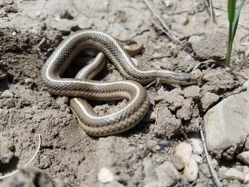 Lined Snake