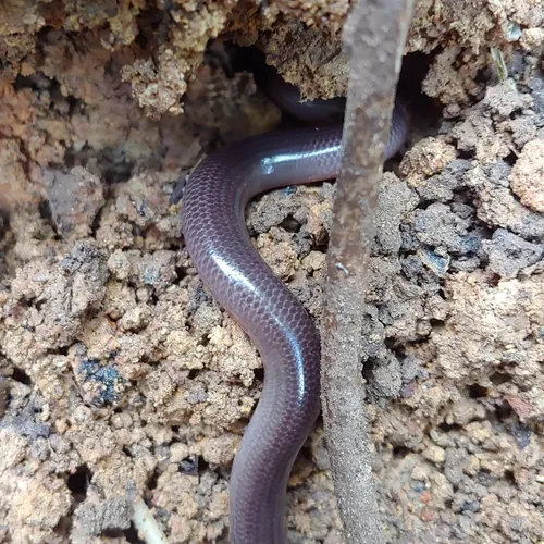 Flat-headed Blindsnake