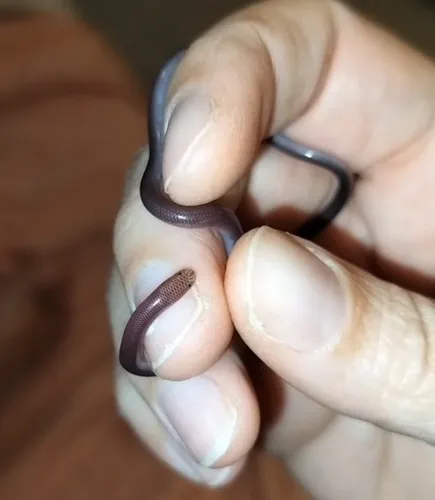 Puerto Rican Wetland Blindsnake
