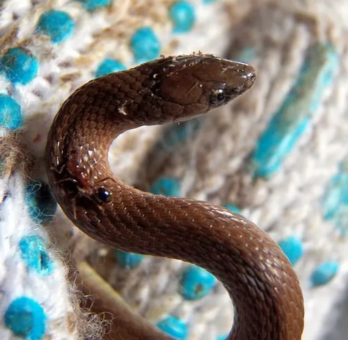 Rough Earthsnake