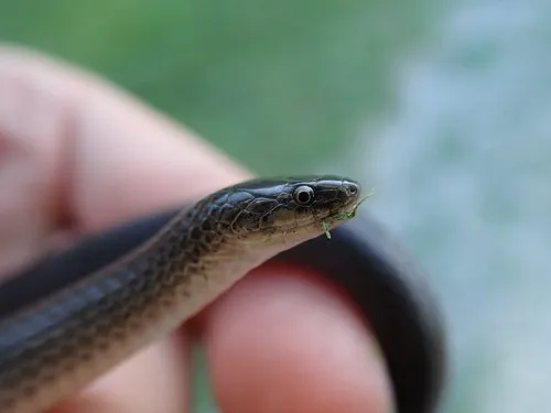 Smooth Earthsnake